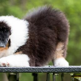 Australian Shepherd and German Shepherd Puppies from Trademark Kennels