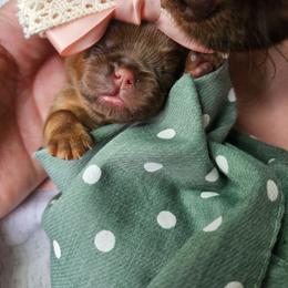 Red - Brown female Brussels Griffon puppy in Welch, Minnesota from Baringer Brussels