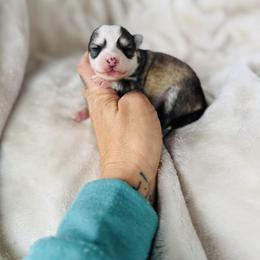 Girl 2 - Silver and white female Pomsky puppy in Yavapai County, Arizona from Pawsh Pomskies