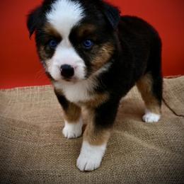 Belgian Malinois and Miniature American Shepherd Puppies from Raindance Ranch
