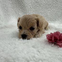 Light brown collar - Apricot female Maltipoo puppy in Denair, California from 209PuppiesCaliforniaMaltipoo