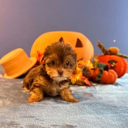 Eileen - Chocolate and tan female Yorkshire Terrier puppy in Jacksonville, Arkansas from Royal Yorkie Terrier