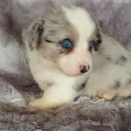 Girl 4 - Blue merle and white male Cardigan Welsh Corgi puppy in Huntington Beach, California from Victory Crown