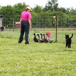 Belgian Sheepdog and French Bulldog Puppies from Wildmour