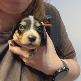 Orange - Piebald male Dachshund puppy in Amarillo, Texas from Panhandle Dashing Doxies