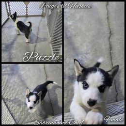 Puzzle - Black and white female Siberian Husky puppy in Bloomfield, Indiana from Paiges lil huskies