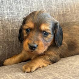 Girl 2 - Red female Dachshund puppy in Tonopah, Arizona from Brandie's Dachshunds