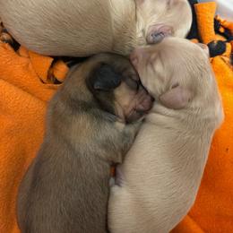 Bernard - Cream male Dachshund puppy in Fayetteville, Arkansas from Cortney's Dachshunds