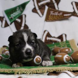 Red - Black and white male Siberian Husky puppy in York, Pennsylvania from Spalla Pups