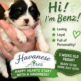 Benz - Black and white male Havanese puppy in Hawthorne, Florida from Havanese Acres