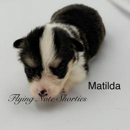 AKC Matilda - Black and tan female Pembroke Welsh Corgi puppy in Casper, Wyoming from Flying Note Shorties