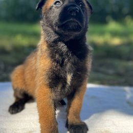 Girl 1 - Red sable female Belgian Malinois puppy in Russellville, Kentucky from KCK9