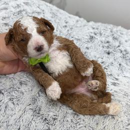 Pepperoni - Red  male Goldendoodle puppy in Miami, Florida from Jade’s Paws & Co. Of Miami LLC