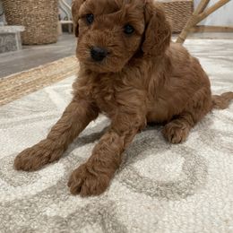 Cavapoo Puppies from SoCal Cavapoos