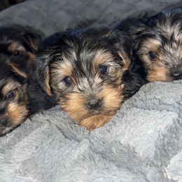 Miniature Schnauzer, Rottweiler, Shih Tzu, and Yorkshire Terrier Puppies from Royal yorkies & pampered pups LLC
