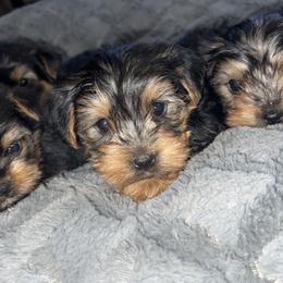 Miniature Schnauzer, Rottweiler, Shih Tzu, and Yorkshire Terrier Puppies from Royal yorkies & pampered pups LLC