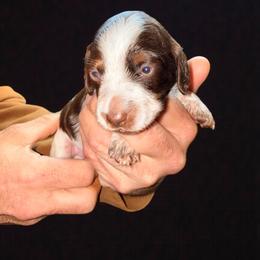 Beau - Piebald male Dachshund puppy in South Fulton, Tennessee from Stiles' Mini Doxies