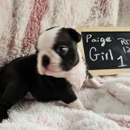 Girl 1 - Black brindle and white female Boston Terrier puppy in Gore, Oklahoma from Ford's Traditional and Colored Boston Terriers