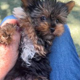 Toby - Chocolate, tan and white male Yorkshire Terrier puppy in Kingston, Oklahoma from Lake Life