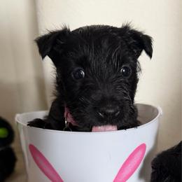 Piper - Black female Scottish Terrier puppy in Albuquerque, New Mexico from Johnson's Highland Terriers