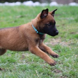 Belgian Malinois Puppies from Grit & Grace Malinois