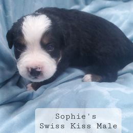Swiss Kiss Male - Bernese Mountain Dog puppy from Bernese Mountain Dogs of Pony Trail Farm