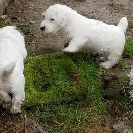Sealyham Terrier Puppies from Fable Farms
