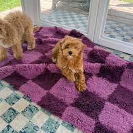 Girl 2 - Apricot female Goldendoodle puppy in Cocoa, Florida from The Beach Doodles