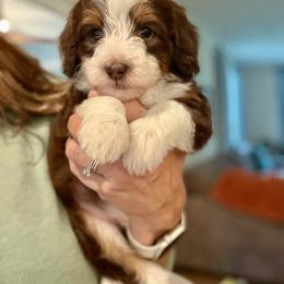 Juice - Tri-color male Bernedoodle puppy in Fayetteville, Arkansas from Huckleberry Bernedoodles