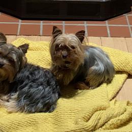 Yorkshire Terriers from Heritage Yorkies