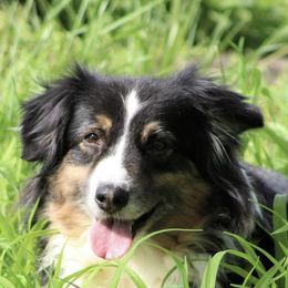 Miniature Australian Shepherds from Country Legends Aussies