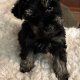 Boy 1 - Black and silver male Miniature Schnauzer puppy in Beaumont, Texas from Hannalori’s Lil Schnauzer Cuties