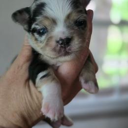 Loki - Merle male Chihuahua puppy in Xenia, Ohio from Moose Creek Chihuahua's