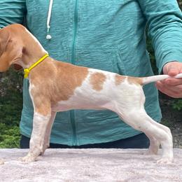 Yellow Girl - Orange and white female Pointer puppy in Olympia, Washington from Birdsboro Pointers