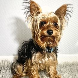 Poodles and Yorkshire Terriers from Ruby the poodle