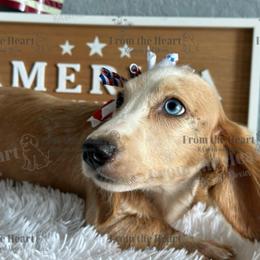 Velvet - Dachshund