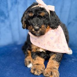 Lily - Girl 3 - Phantom female Bernedoodle puppy in Bellville, Ohio from Bernedoodle Buddies