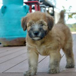 Walnut - Wheaten male Soft Coated Wheaten Terrier puppy in Kirksville, Missouri from Ironwood Ridge Kennels