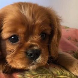 Cavalier King Charles Spaniel Puppies from Saranade Cavaliers