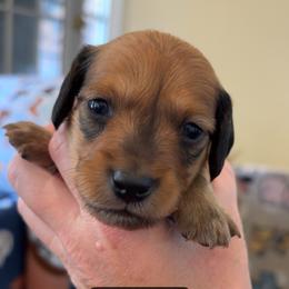 Patriot - Red male Dachshund puppy in Clarksdale, Mississippi from Bo Didley's Doxies