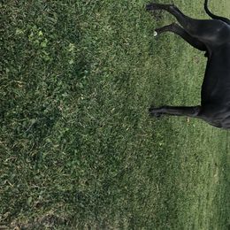 Diesel  - Great Dane