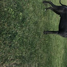 Diesel  - Great Dane