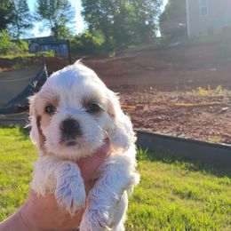 Cocker Spaniel All Grown Up from Van gass Puppies
