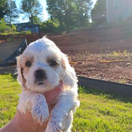 Cocker Spaniel All Grown Up from Van gass Puppies