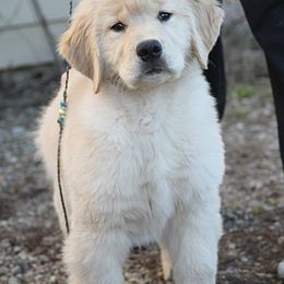 Golden Retriever Puppies from DoubleTake Goldens
