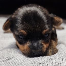 Yorkshire Terrier Puppies from Setareh Yorkies