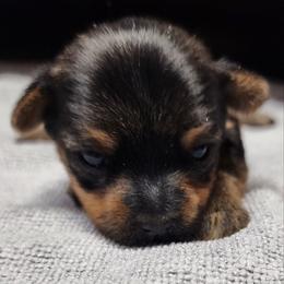 Yorkshire Terrier Puppies from Setareh Yorkies