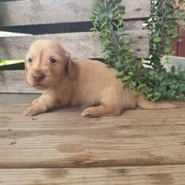 Peg - Cream female Dachshund puppy in Grant, Michigan from Low Down Dashchuand