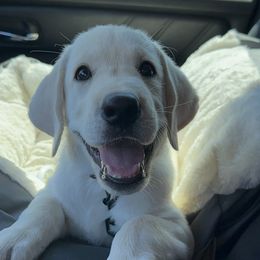 Poppins - Yellow male Labrador Retriever puppy in Queen Creek, Arizona from Lucy’s Labradors