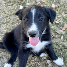 Diamond ABCA Reg. - Black and white female Border Collie puppy in Shawnee, Oklahoma from Cross K Working Collies - Pure Bred Border Collies